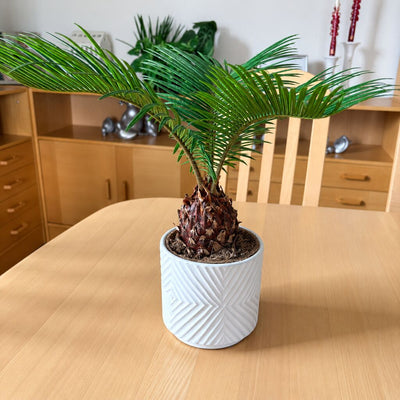 Cycas, japansk koglepalme, i en hvid mønstret potte på et lyst spisebord med træmøbler i baggrunden.