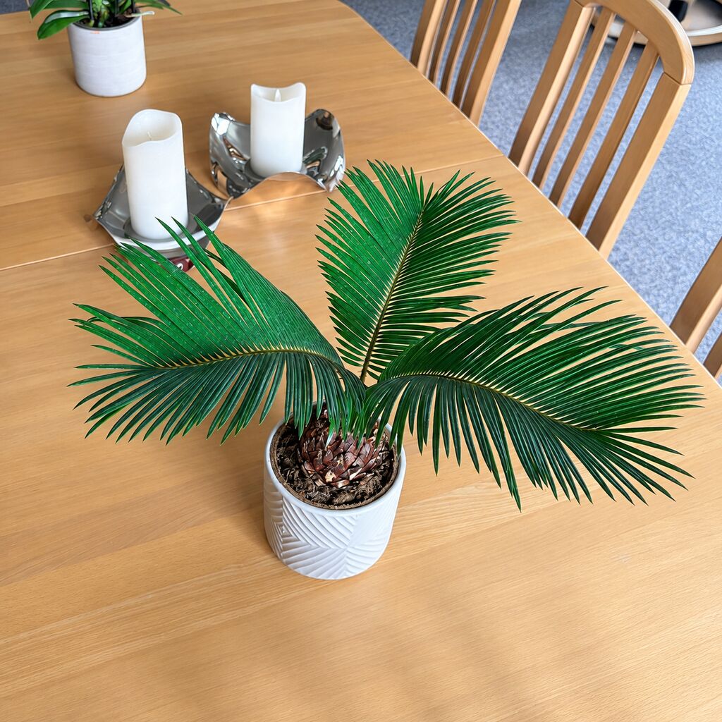 Cycas set ovenfra med grønne fjerformede blade og en hvid mønstret potte på et træbord ved to bloklys.