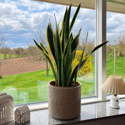 Sansevieria laurentii med høje, gulkantede blade i en brun mønstret potte i vindueskarmen ved en lille lampe.