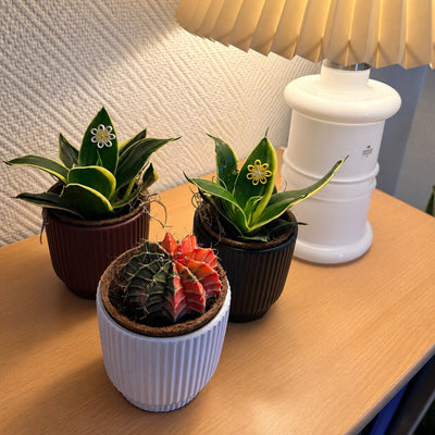 Gymnocalycium mihanovichii Glow med røde og mørke felter i en lilla potte foran to små Sansevieria ved en bordlampe.