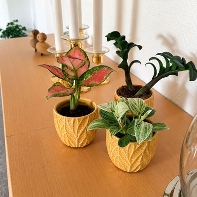 Aglaonema Pinky Promise til venstre i en gul potte sammen med Philodendron Birkin og Zamioculcas Zenzi på en skænk.