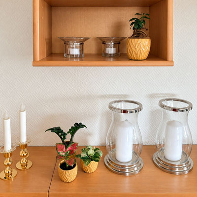 Aglaonema Pinky Promise nederst til venstre blandt tre planter i gule potter på en skænk under en hylde med bonsai.