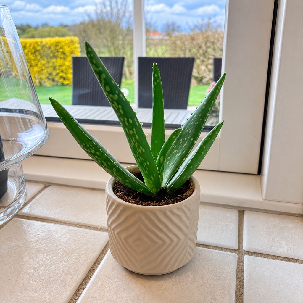 Aloe vera med grønne, plettede blade i en beige mønstret potte i vindueskarmen med udsigt til haven.