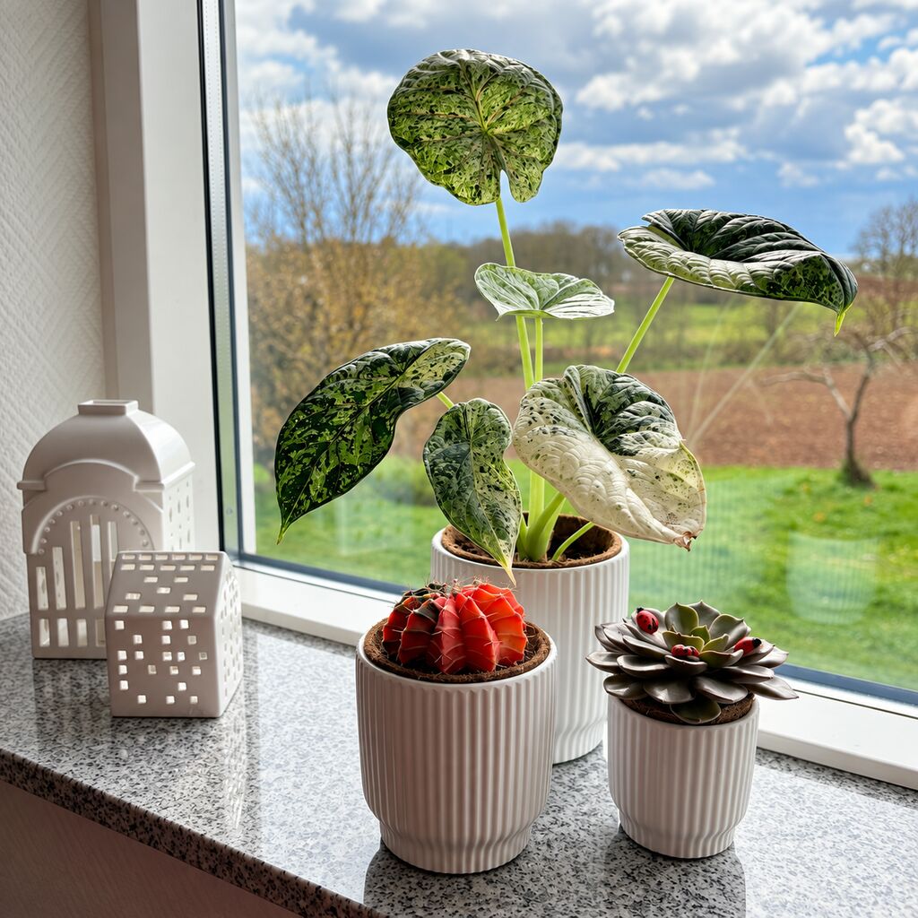 Alocasia Macrorrhizos Camouflage bagerst i en lys potte ved Gymnocalycium Glow og en rosetformet sukkulent i vinduet.