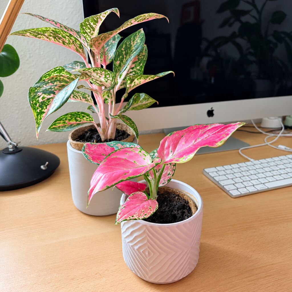 Aglaonema Night Sparkle bagerst i en lys potte med grønne og rosa blade ved Aglaonema Pinky Promise på et skrivebord.