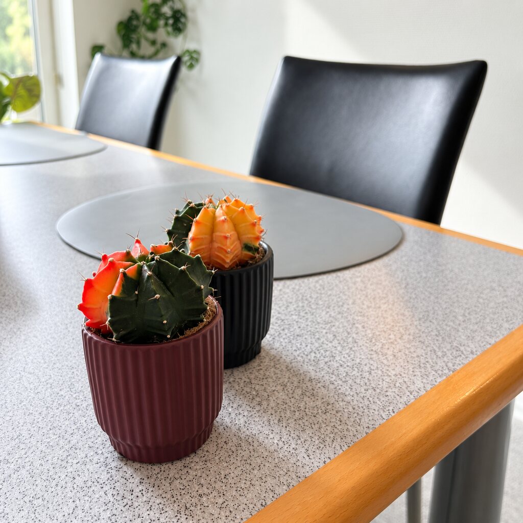 To Gymnocalycium mihanovichii Glow med orange og mørke felter i bordeaux og sorte potter på et spisebord.