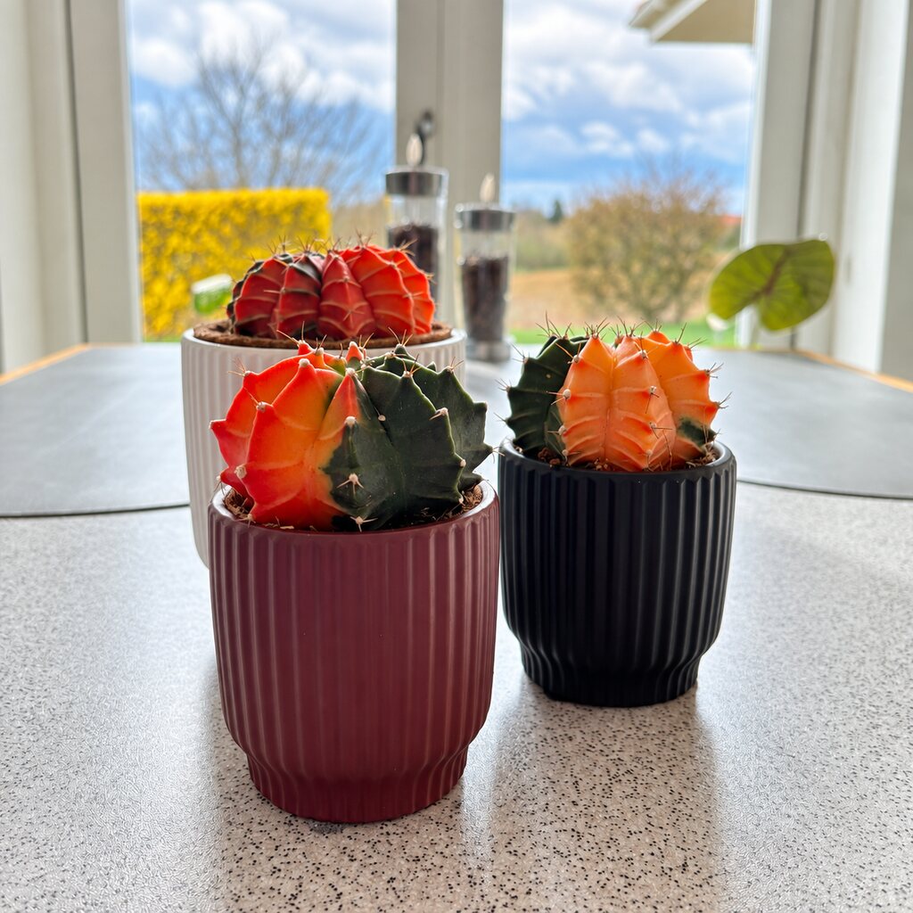 Tre Gymnocalycium mihanovichii Glow i bordeaux, sort og hvid rillet potte på et lyst bord ved vinduet.