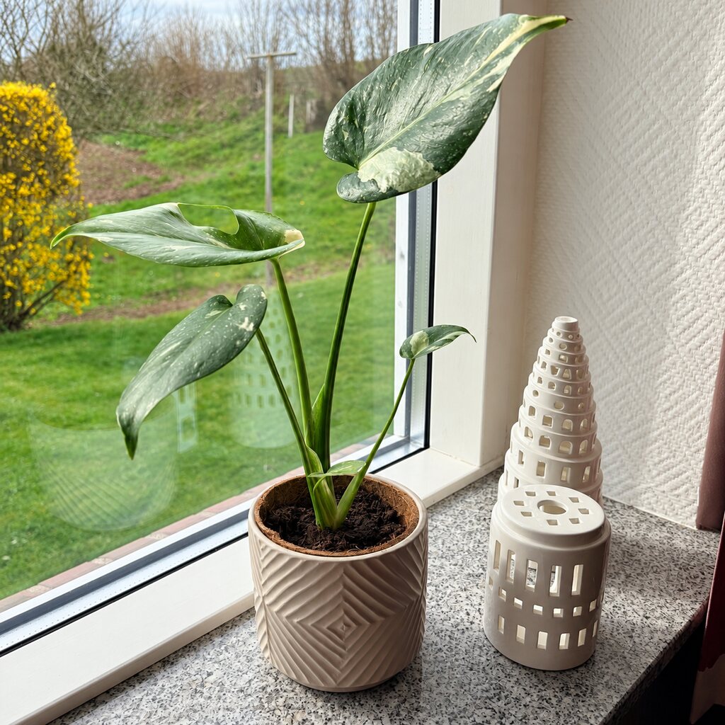 Monstera Deliciosa Thai Constellation med cremefarvede bladfelter i en lys mønstret potte ved hvide keramiklanterner.