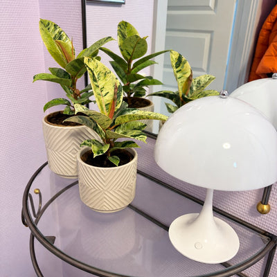 To Ficus Elastica Shivereana med brogede blade i hvide mønstrede potter ved en hvid lampe og et spejl.