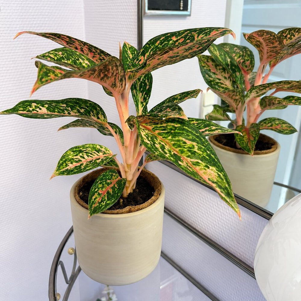 Aglaonema Night Sparkle med grønne og rosa blade i en lys potte på en glashylde foran et spejl.