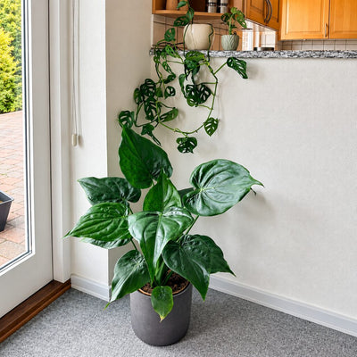 Monstera Adansonii med hullede blade og lange ranker fra køkkenets bordkant over en stor Alocasia cucullata.