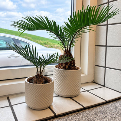 Cycas i to størrelser med grønne fjerformede blade og hvide mønstrede potter i køkkenets vindueskarm.
