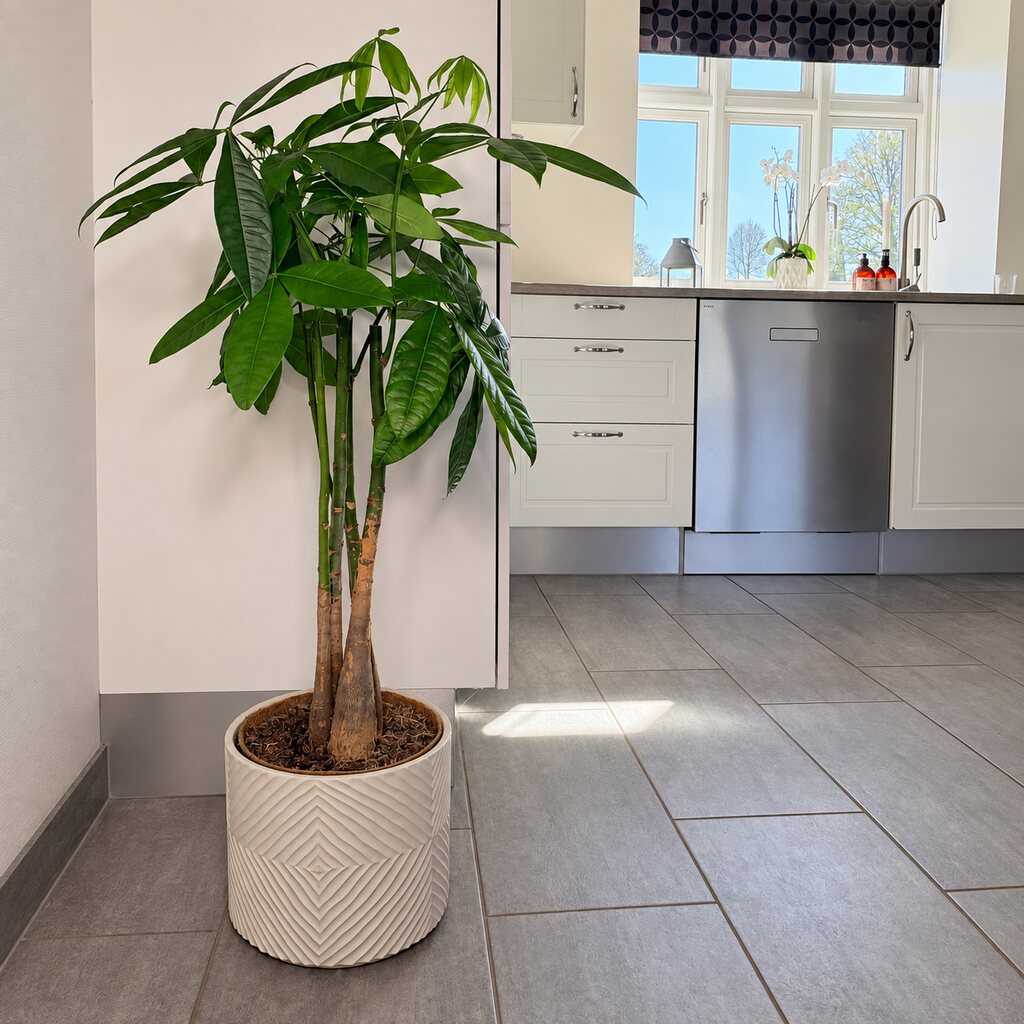 Pachira aquatica, lykkekastanje, med høje stammer og grønne blade i en stor hvid mønstret potte i køkkenet.