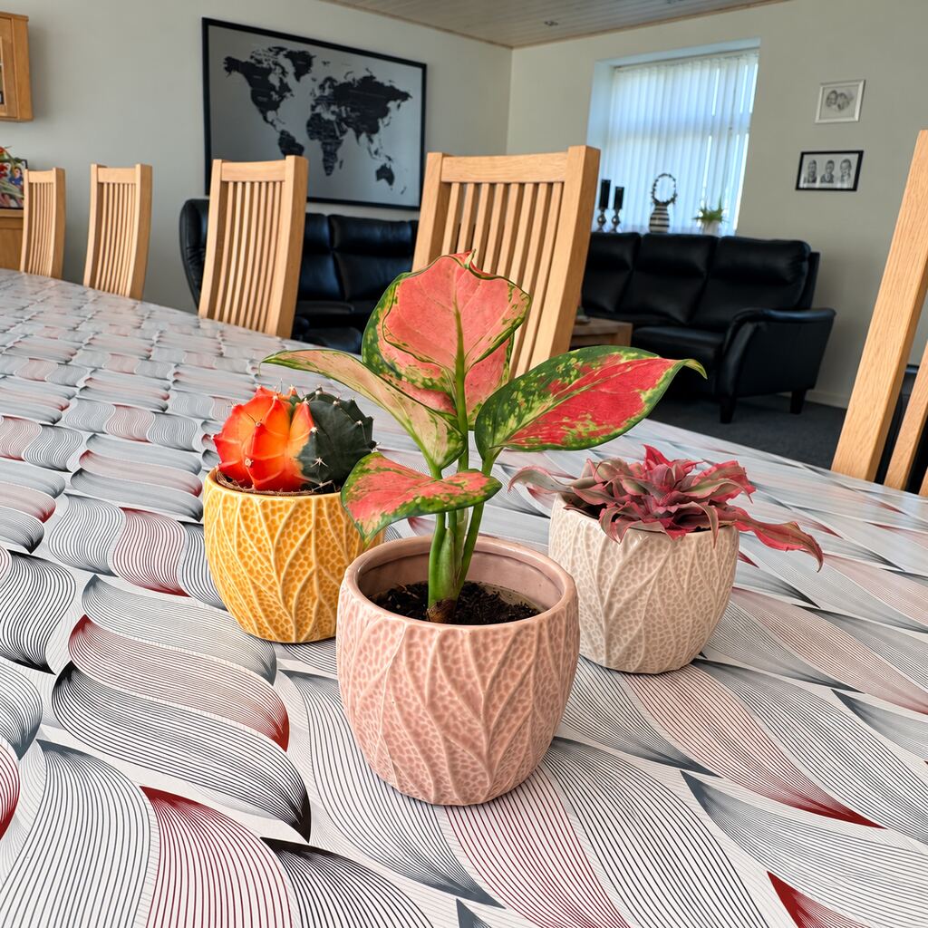 Aglaonema Pinky Promise forrest i en rosa potte ved Gymnocalycium Glow og Cryptanthus Pineapple Star på spisebordet.