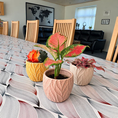 Aglaonema Pinky Promise forrest i en rosa potte ved Gymnocalycium Glow og Cryptanthus Pineapple Star på spisebordet.