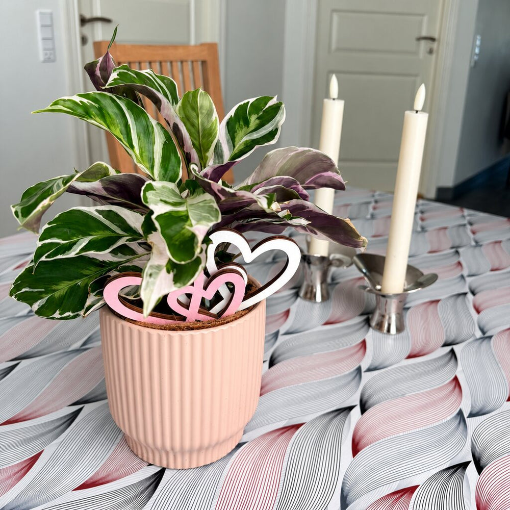 Calathea White Miracle med grønne og hvide blade i en rosa potte med hjerter på spisebordet.