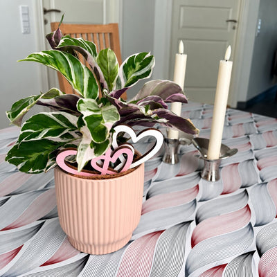 Calathea White Miracle med grønne og hvide blade i en rosa potte med hjerter på spisebordet.