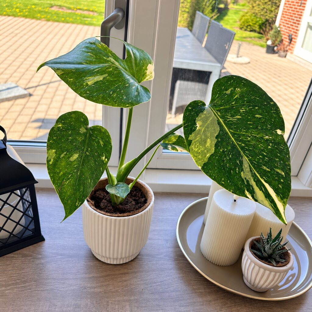 Monstera Thai Constellation med cremefarvet bladmønster i en hvid potte ved vinduet sammen med lys og en lille sukkulent.