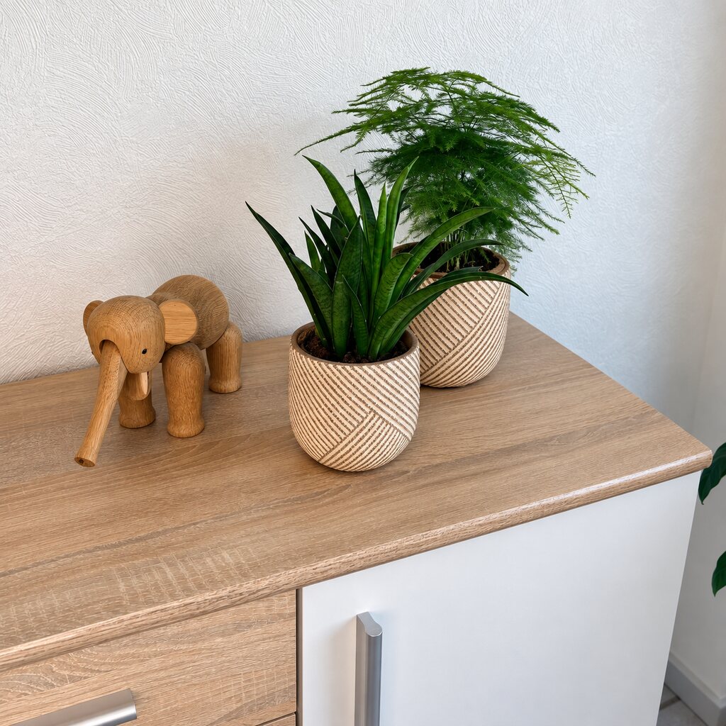 Asparagus setaceus i en mønstret potte på kommoden bag Sansevieria Panthera ved en træelefant.