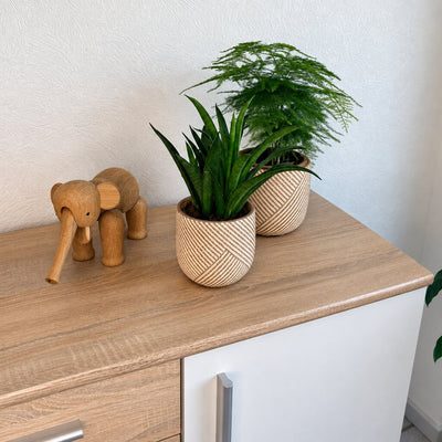 Asparagus setaceus i en mønstret potte på kommoden bag Sansevieria Panthera ved en træelefant.