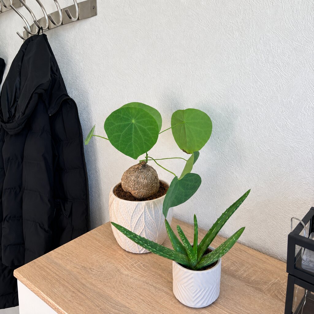 Aloe vera i en lille hvid potte på kommoden foran Stephania suberosa.
