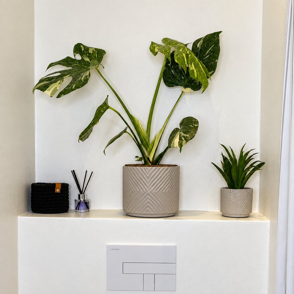 Monstera Thai Constellation i beige krukke på en badeværelseshylde ved Sansevieria Panthera.