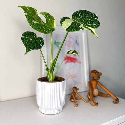 Monstera Thai Constellation i hvid rillet krukke på en hylde ved træaber og en børnetegning.