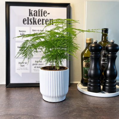 Asparagus med fine grønne grene i en lys rillet krukke på køkkenbordet ved kaffemotiv og sorte kværne.