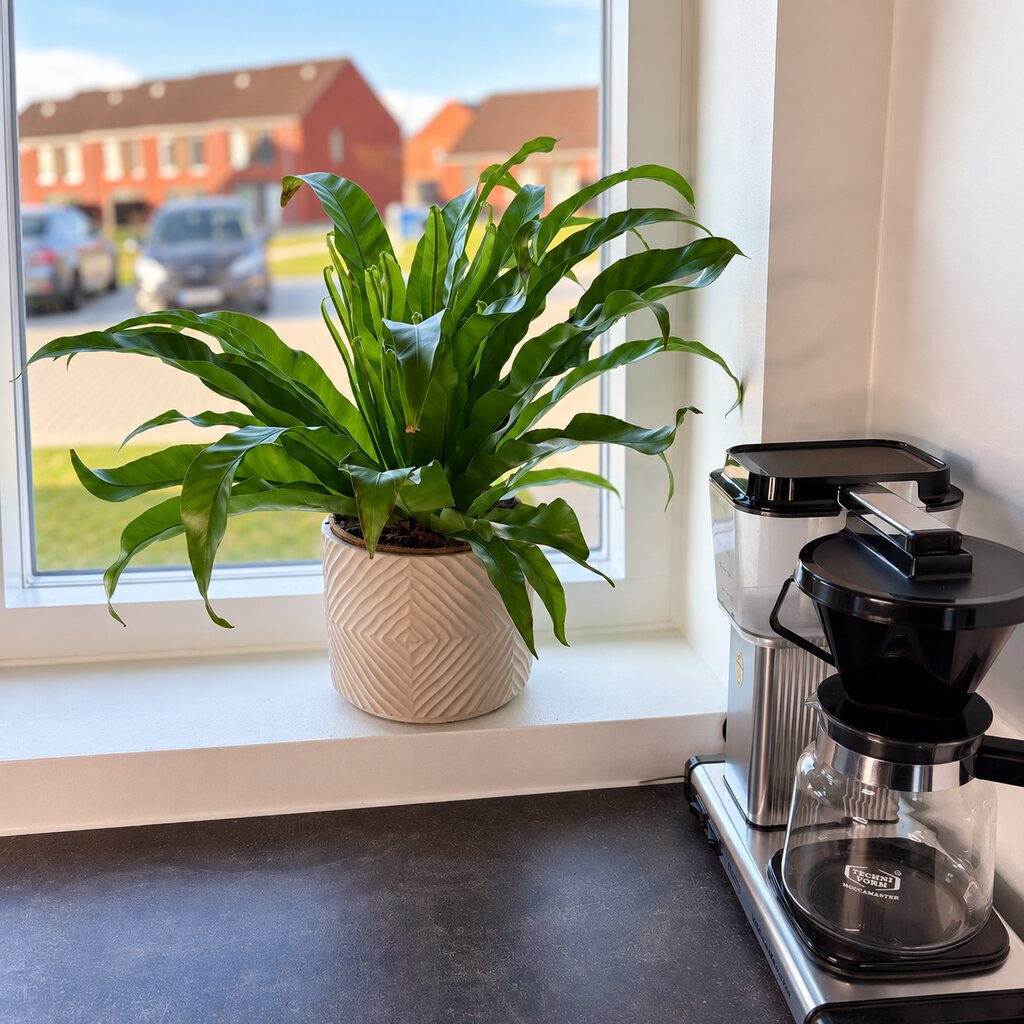 Asplenium Antiquum i hvid mønstret krukke i køkkenvinduet ved en kaffemaskine.