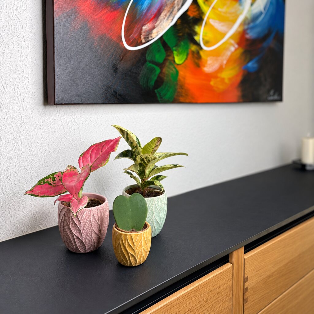 Aglaonema Pinky Promise i pink krukke sammen med Ficus Shivereana og Hoya Kerrii på en skænk.