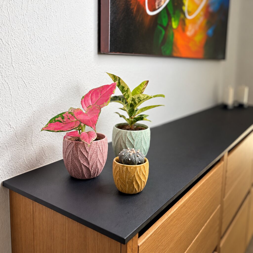Aglaonema Pinky Promise i pink krukke sammen med Ficus Shivereana og Astrophytum Asterias på en skænk.