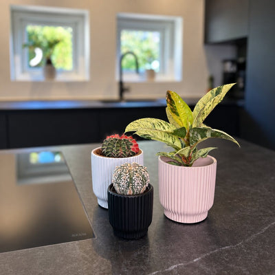 Gymnocalycium Glow i en lys rillet krukke sammen med Ficus Shivereana og Astrophytum Asterias på køkkenbordet.