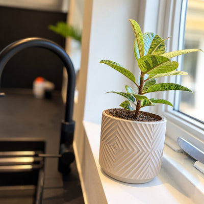 Ficus Shivereana med cremefarvede og grønne blade i hvid krukke i vindueskarmen ved en sort vandhane.