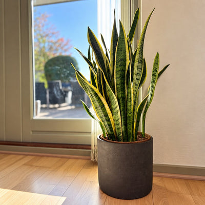 Sansevieria Laurentii med lange gulkantede blade i grå gulvkrukke ved en solbeskinnet terrassedør.