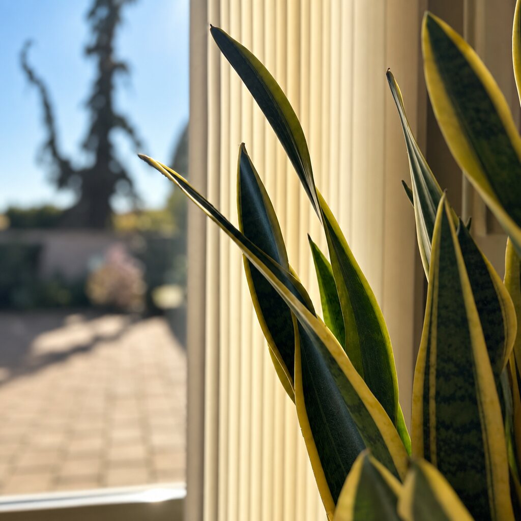 Nærbillede af Sansevieria Laurentiis grønne, mønstrede blade med gule kanter ved en persienne.