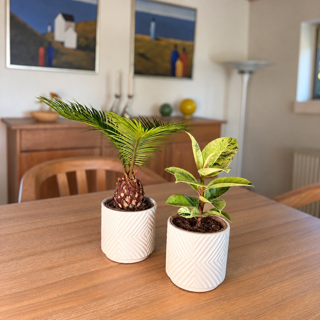 Cycas i hvid mønstret krukke sammen med Ficus Shivereana på et spisebord af træ.