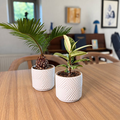 Cycas, japansk koglepalme, i hvid mønstret krukke sammen med Ficus Shivereana på et spisebord af træ.
