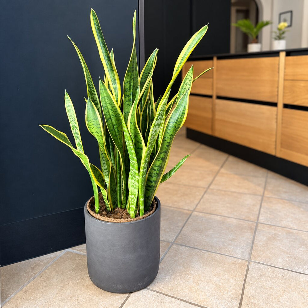 Sansevieria Laurentii med lange gulkantede blade i en grå gulvkrukke ved mørke køkkenskabe og træskuffer.
