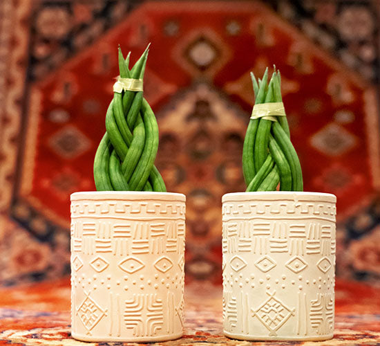 Sansevieria Cylindrica Braid med beige potteskjuler på et tæppe 