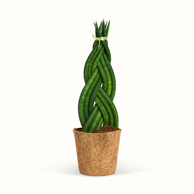 Sansevieria Cylindrica Braid i kokospotte med grønne, cylindriske blade flettet sammen og bundet i toppen.