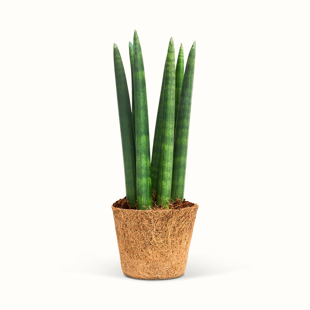 Sansevieria Cylindrica, Straight - African Spear