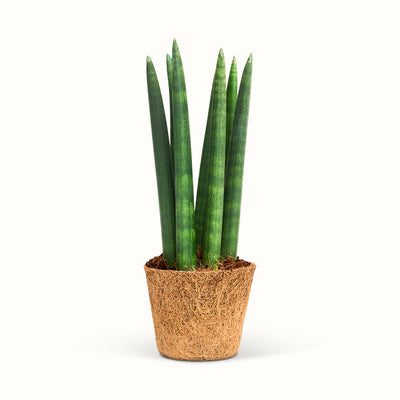 Sansevieria Cylindrica Straight i kokospotte med oprette, cylindriske blade med mørkegrønne tværstriber.