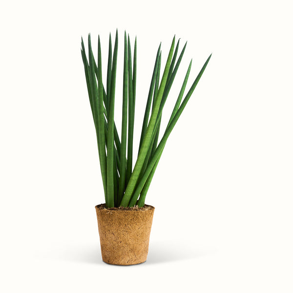 dracaena golden Dracaena warneckii 'Golden Heart' – Vern Goers Greenhouse main image 0