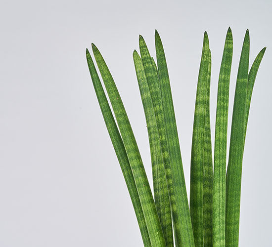 Nærbillede af Sansevieria Straight stueplanten