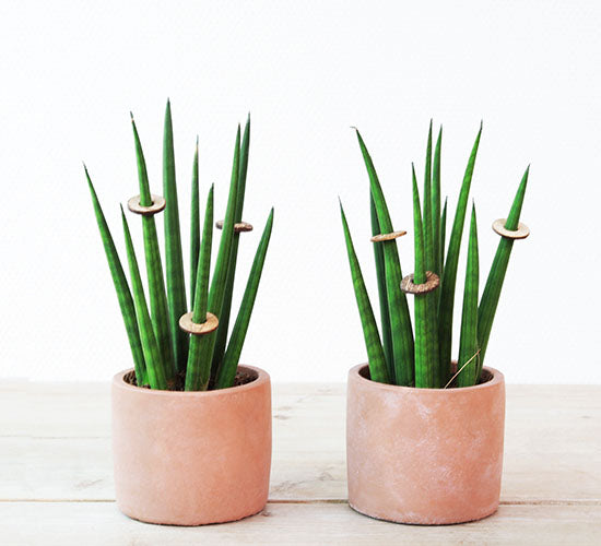 Sansevieria Fernwood stueplanter i terracotta potteskjulere