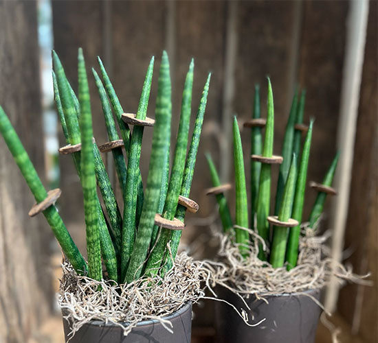 Sansevieria Fernwood planter i en trækasse med træ dekorationer