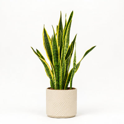 Sansevieria laurentii - svigermors skarpe tunge Ø24 i lys potteskjuler