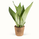 Sansevieria Moonshine – Svigermors Skarpe Tunge