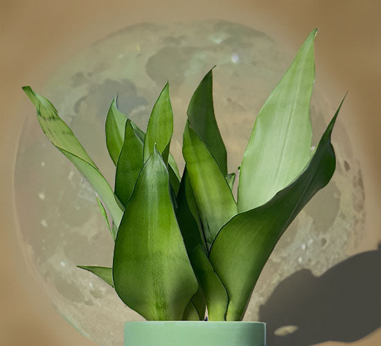 Sansevieria Moonshine – Svigermors Skarpe Tunge