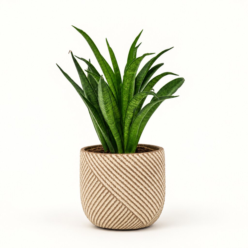 Sansevieria Panthera i potteskjuler, Ø9 cm.